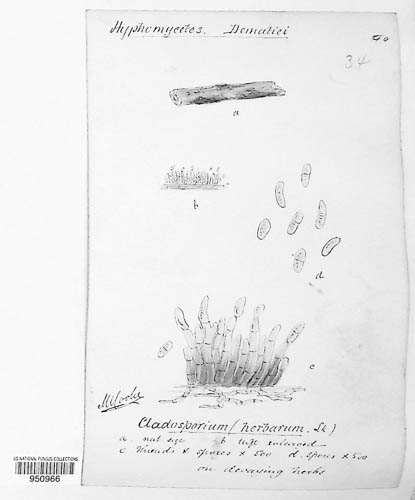 Cladosporium herbarum image